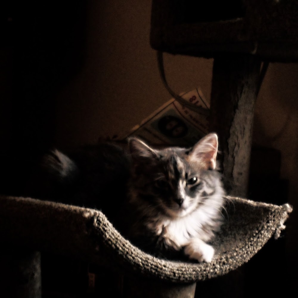 Meet your Posher, Chatreya